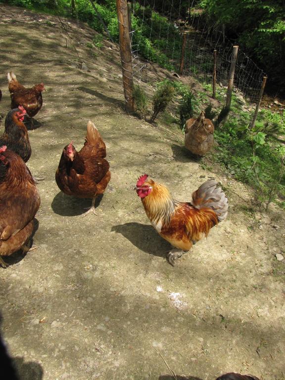 Gospodarstwo Agroturystyczne U Ani Krosnica  Eksteriør bilde